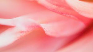 Preview wallpaper petals, macro, flower, pink