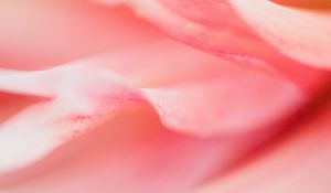 Preview wallpaper petals, macro, flower, pink