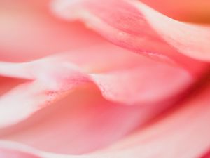 Preview wallpaper petals, macro, flower, pink