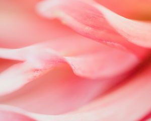 Preview wallpaper petals, macro, flower, pink