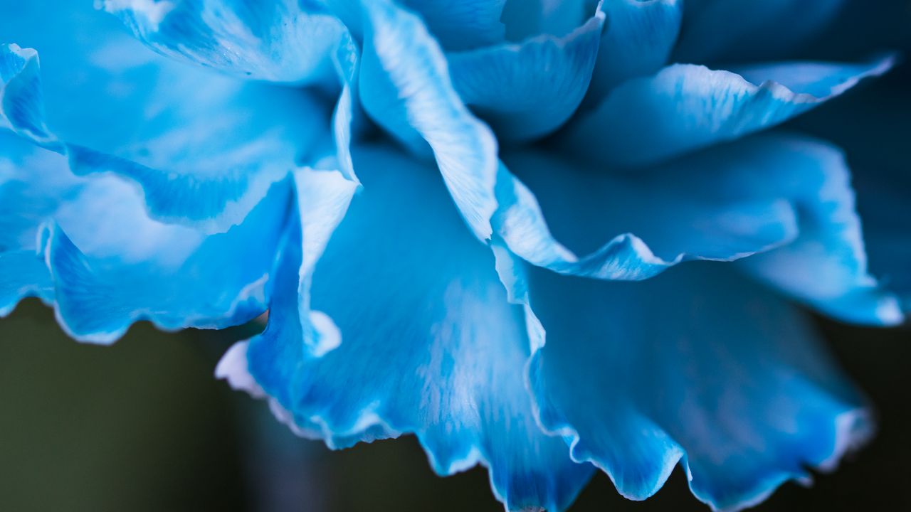 Wallpaper petals, macro, flower, blue