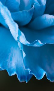 Preview wallpaper petals, macro, flower, blue