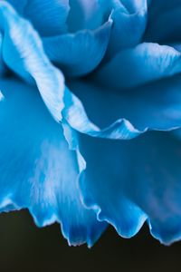 Preview wallpaper petals, macro, flower, blue