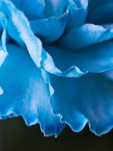 Preview wallpaper petals, macro, flower, blue