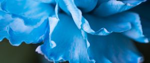 Preview wallpaper petals, macro, flower, blue