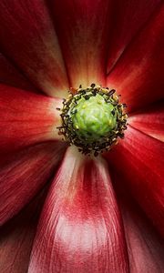 Preview wallpaper petals, macro, flower