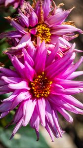 Preview wallpaper petals, macro, flowers, pink