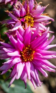Preview wallpaper petals, macro, flowers, pink