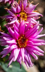 Preview wallpaper petals, macro, flowers, pink