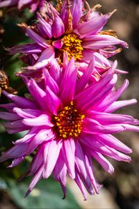 Preview wallpaper petals, macro, flowers, pink