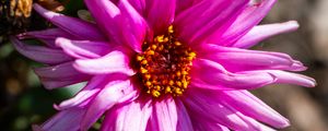 Preview wallpaper petals, macro, flowers, pink
