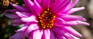 Preview wallpaper petals, macro, flowers, pink