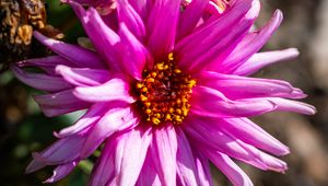 Preview wallpaper petals, macro, flowers, pink