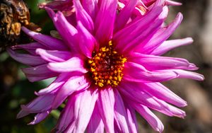Preview wallpaper petals, macro, flowers, pink