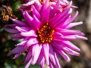 Preview wallpaper petals, macro, flowers, pink