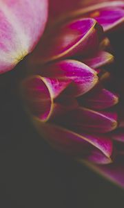 Preview wallpaper petals, macro, pink, flower