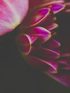 Preview wallpaper petals, macro, pink, flower