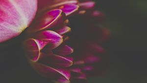 Preview wallpaper petals, macro, pink, flower