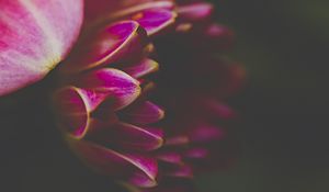 Preview wallpaper petals, macro, pink, flower