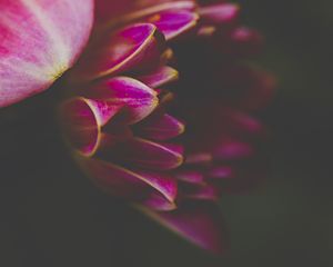 Preview wallpaper petals, macro, pink, flower