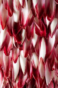 Preview wallpaper petals, macro, red