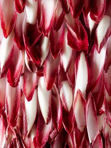 Preview wallpaper petals, macro, red