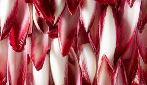 Preview wallpaper petals, macro, red