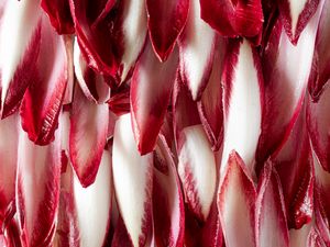 Preview wallpaper petals, macro, red