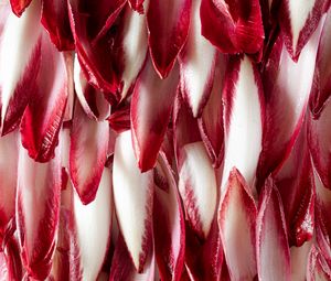 Preview wallpaper petals, macro, red