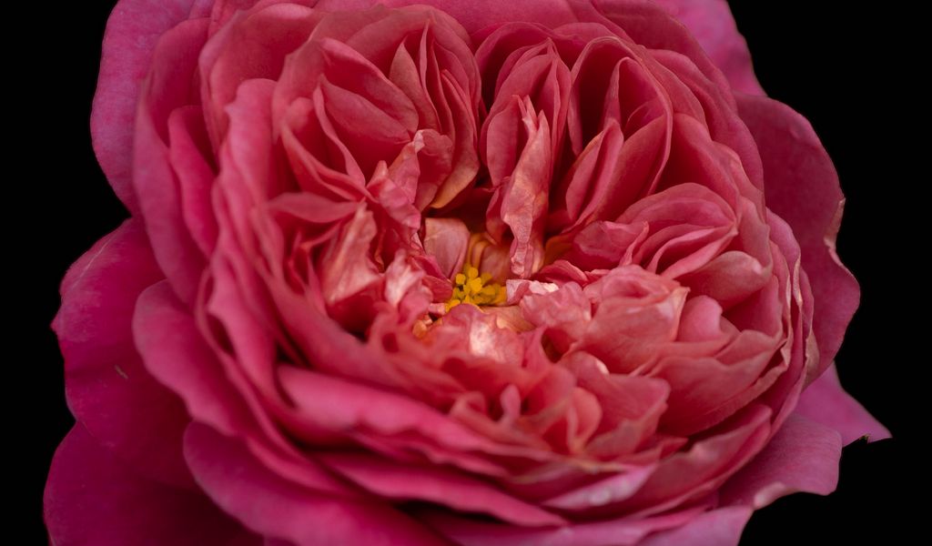 1024x600 Wallpaper petals, macro, rose, pink, flower