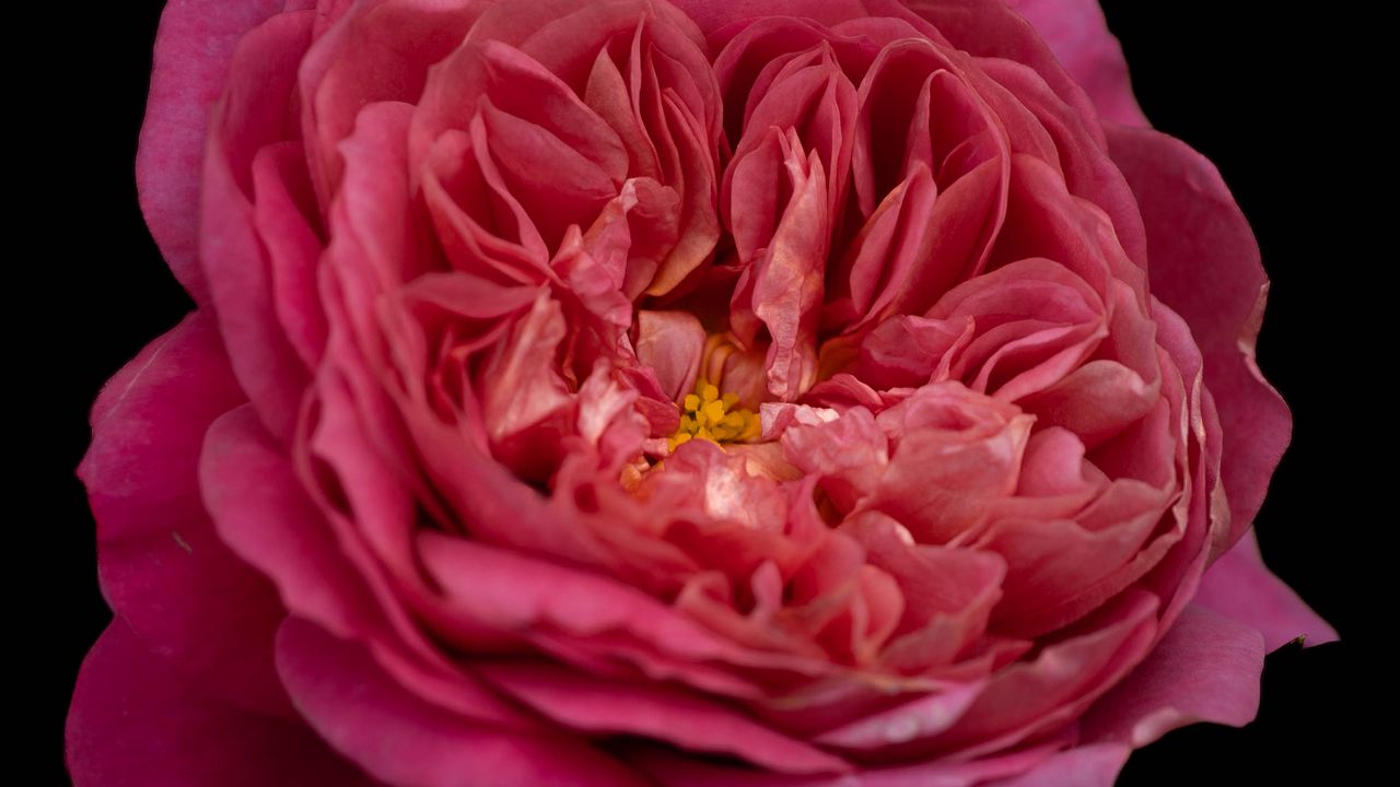 Wallpaper petals, macro, rose, pink, flower