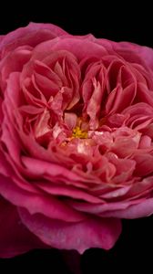 Preview wallpaper petals, macro, rose, pink, flower