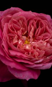 Preview wallpaper petals, macro, rose, pink, flower