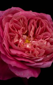Preview wallpaper petals, macro, rose, pink, flower