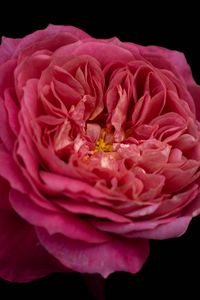 Preview wallpaper petals, macro, rose, pink, flower