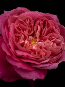 Preview wallpaper petals, macro, rose, pink, flower