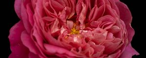 Preview wallpaper petals, macro, rose, pink, flower