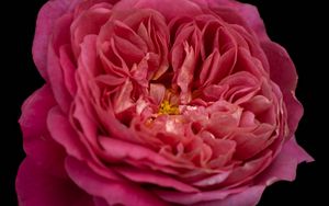 Preview wallpaper petals, macro, rose, pink, flower