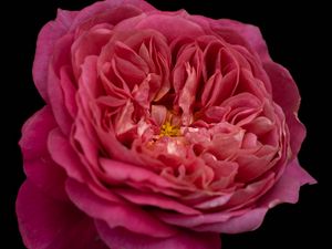 Preview wallpaper petals, macro, rose, pink, flower