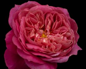 Preview wallpaper petals, macro, rose, pink, flower