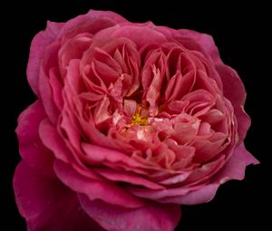 Preview wallpaper petals, macro, rose, pink, flower