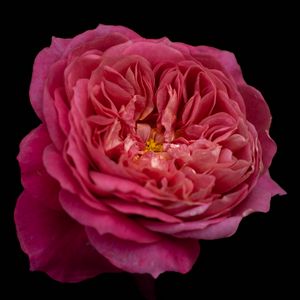 Preview wallpaper petals, macro, rose, pink, flower