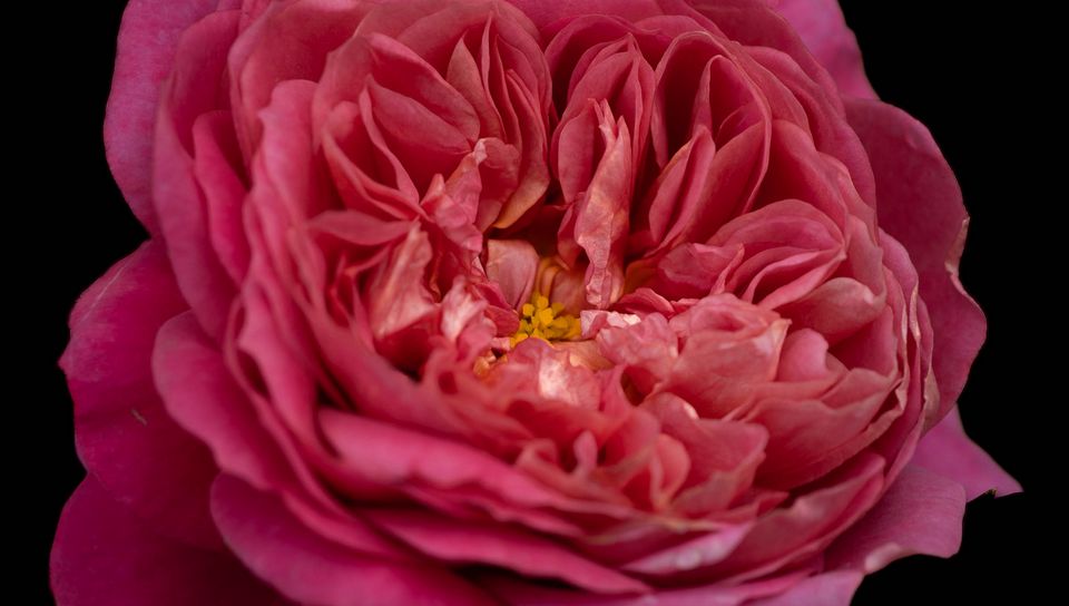 960x544 Wallpaper petals, macro, rose, pink, flower