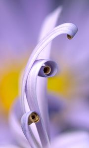 Preview wallpaper petals, macro, swirling, flower