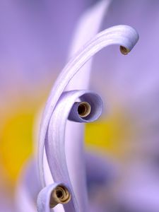 Preview wallpaper petals, macro, swirling, flower