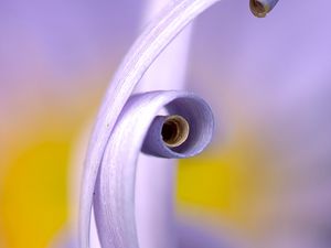 Preview wallpaper petals, macro, swirling, flower