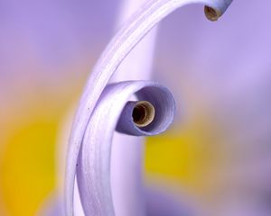 Preview wallpaper petals, macro, swirling, flower