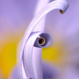 Preview wallpaper petals, macro, swirling, flower