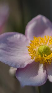 Preview wallpaper petals, nectar, flower, plant