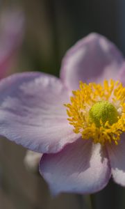 Preview wallpaper petals, nectar, flower, plant